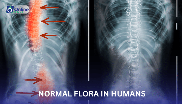 Lesson 12: Normal Flora in Humans